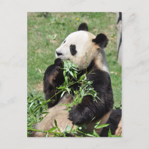 Yum Bamboo! Panda Postcard