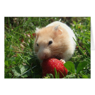 Yummy Strawberry Hammie