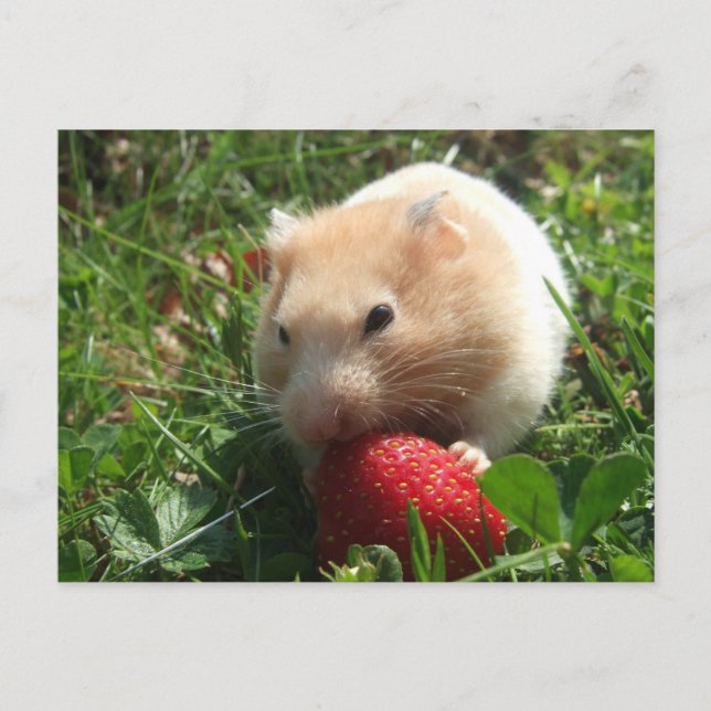 Yummy Strawberry Hammie Postcard (Front)