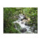 Yunque Rain Forest, Puerto Rico