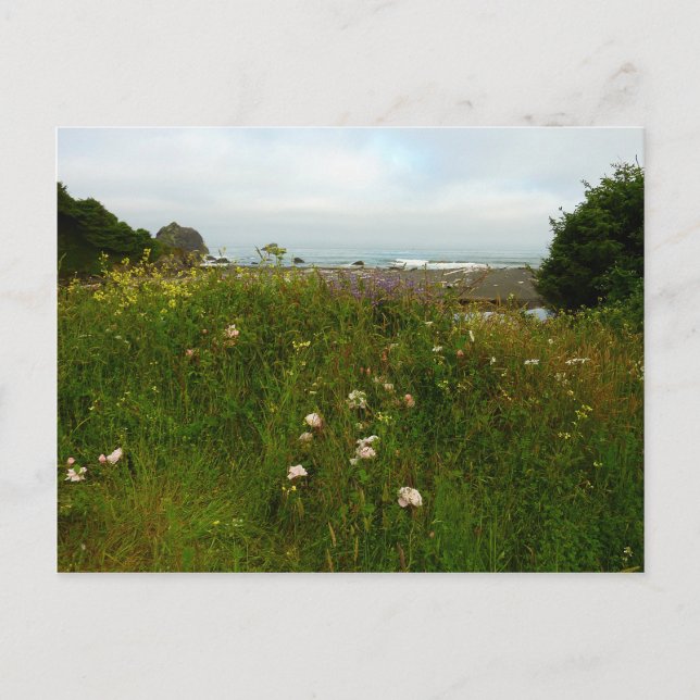 Yurok Loop Trail at Redwood National Park Postcard (Front)