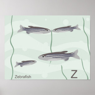 Z for zebrafish Poster