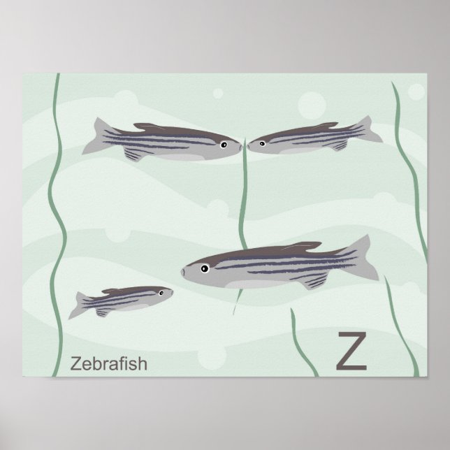 Z for zebrafish Poster (Front)