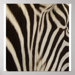 Z Stripe Poster