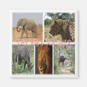 ZA * South Africa The Big 5 In Kruger - N.P. Magnet