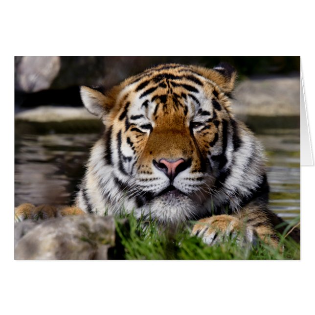 Zambar Tiger Card (Front Horizontal)