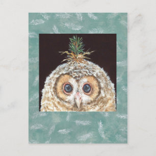 Zane (owlet w jack pine) postcard