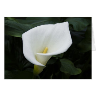 Zantedeschia blanc