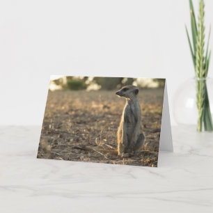 Zaphod 12th Birthday card 1