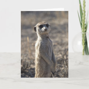 Zaphod's 12th Birthday Card 5