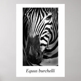 Zebra #1 Equus burchelli Poster