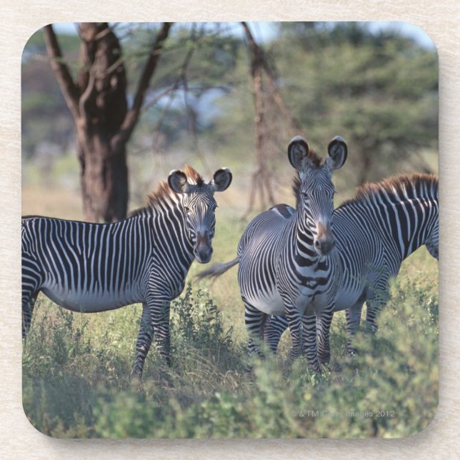 Zebra 2 coaster (Front)