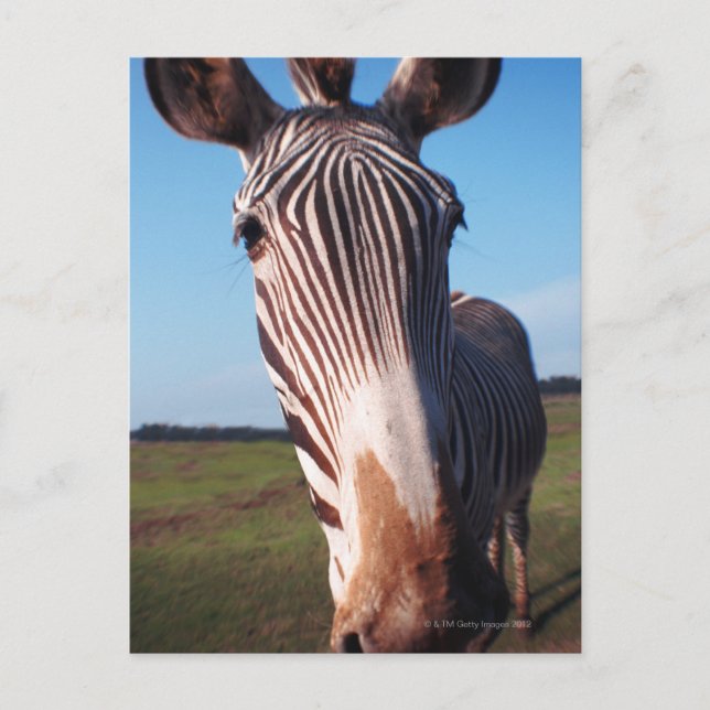 zebra 2 postcard (Front)