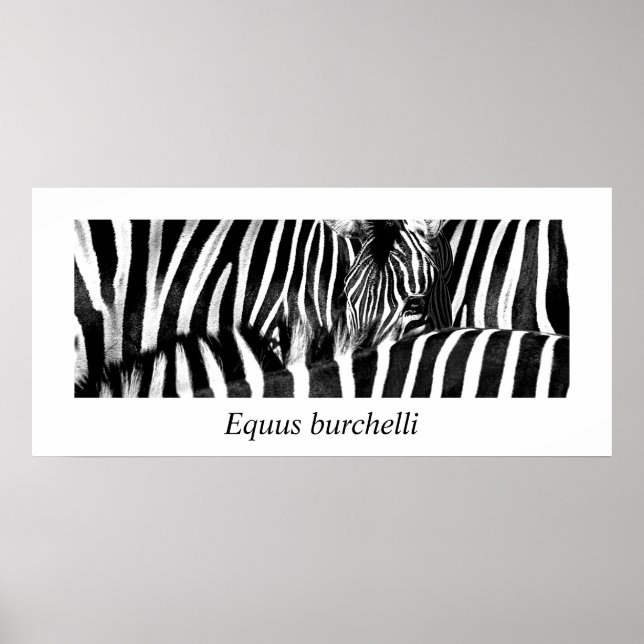 Zebra #2 Poster (Devant)