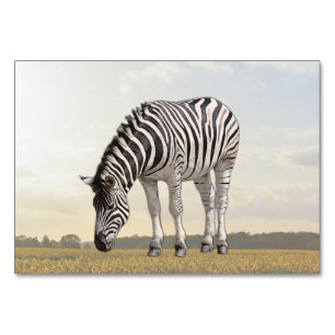 Zebra ABA Tact Labelling Flashcard Picture Card