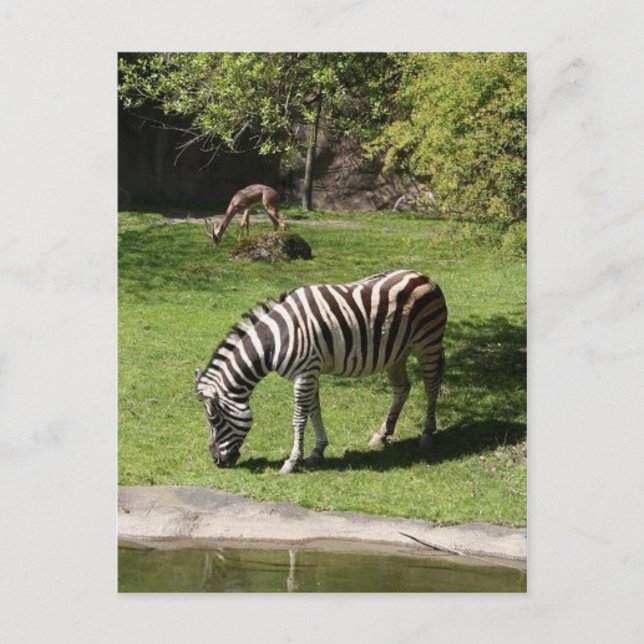 Zebra and Gazelle Postcard (Front)