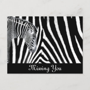 Zebra and it's stripe postcard