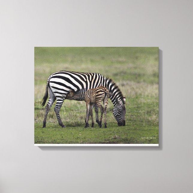 Zebra and nursing foal, Tanzania Canvas Print (Front)
