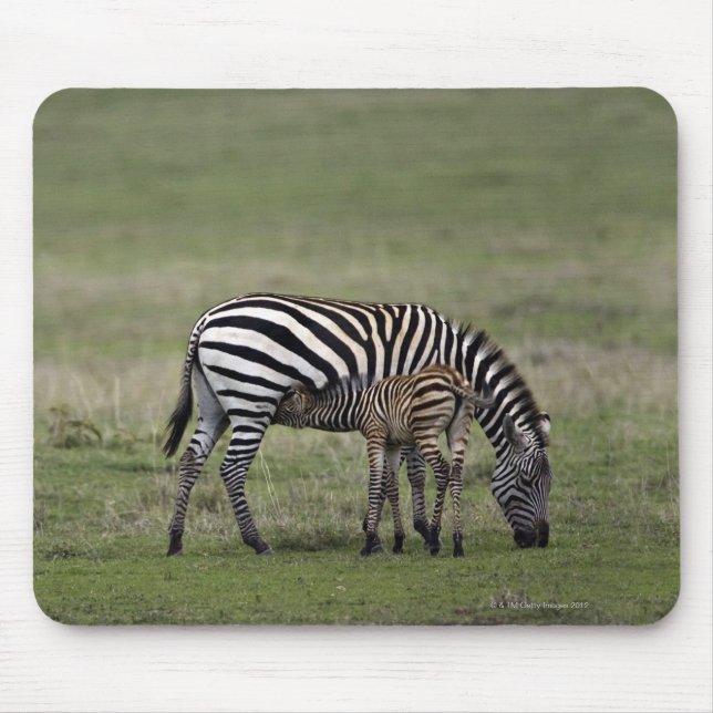 Zebra and nursing foal, Tanzania Mouse Pad (Front)