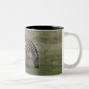 Zebra and nursing foal, Tanzania Two-Tone Coffee Mug