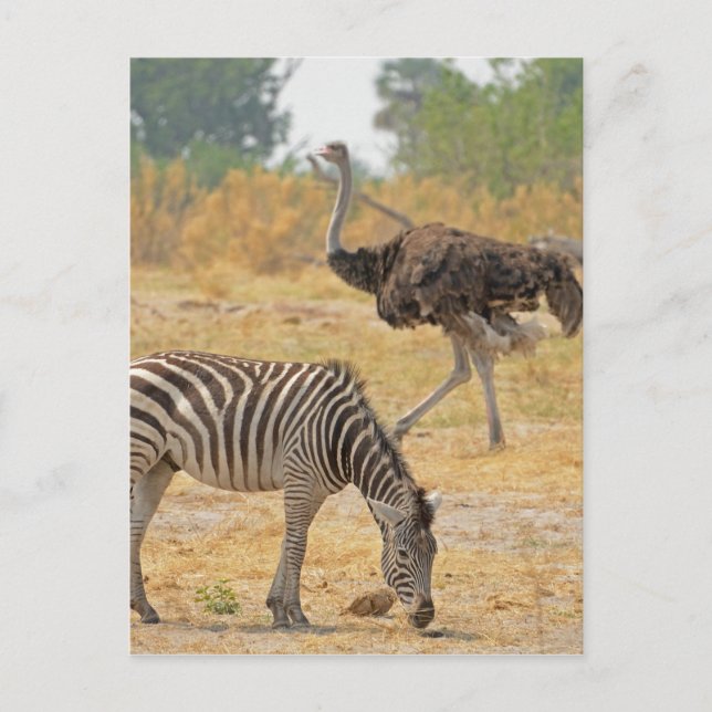 Zebra and Ostrich TomWurl.jpg Postcard (Front)