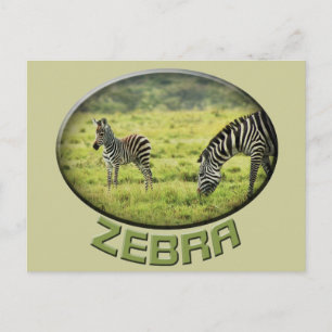 Zebra and zebra foal wildlife safari postcards