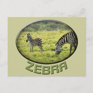 Zebra and zebra foal wildlife safari postcards