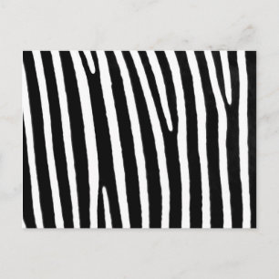 Zebra animal print postcard