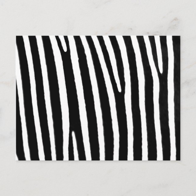 Zebra animal print postcard (Front)