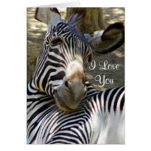 Zebra,Any Occasions_