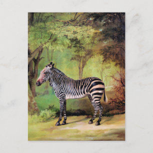Zebra, artwork by George Stubbs, Postcard