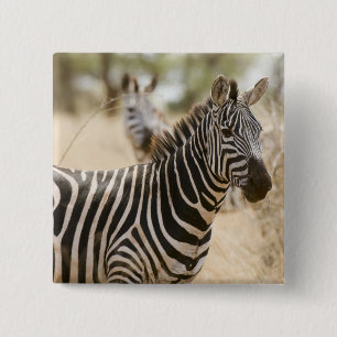 Zebra at the Meru National Park, Kenya. 2 Inch Square Button