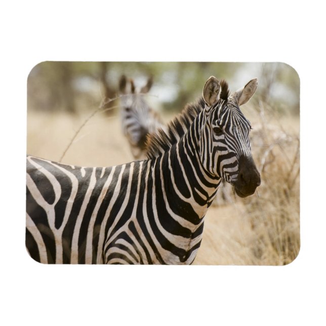Zebra at the Meru National Park, Kenya. Magnet (Horizontal)