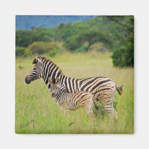 Zebra baby and mom magnet