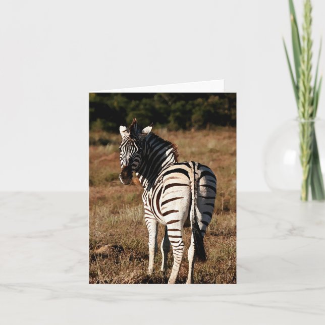 Zebra behind editable greeting card (Front)