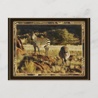 Zebra, Birchell's wildlife safari postcards