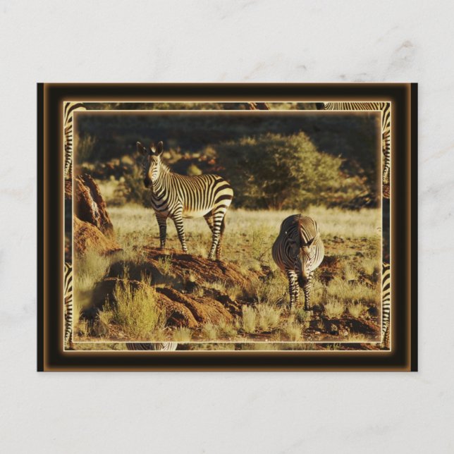 Zebra, Birchell's wildlife safari postcards (Front)