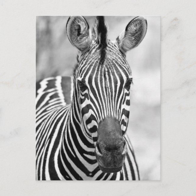 Zebra Birthday Postcard (Front)