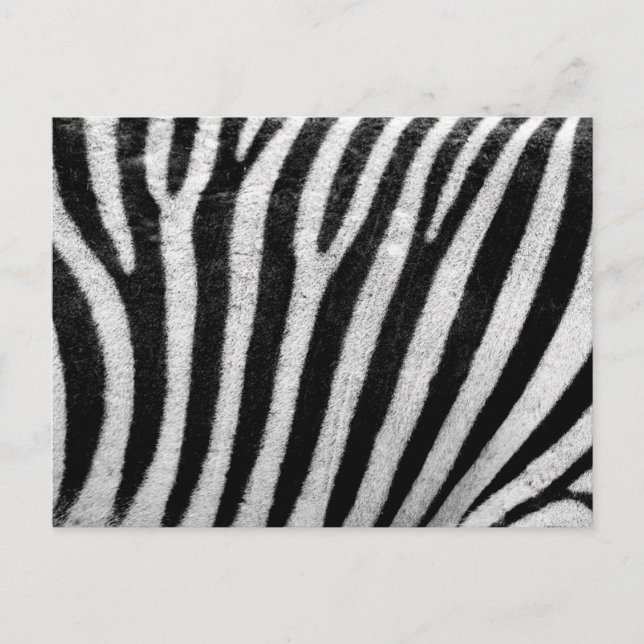 Zebra Black and White Striped Skin Texture Templat Postcard (Front)