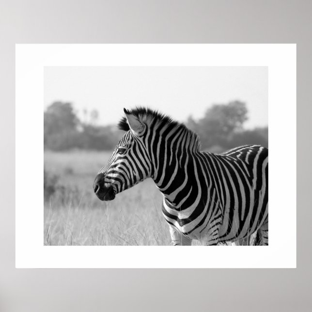 Zebra Black & White Print Poster (Front)