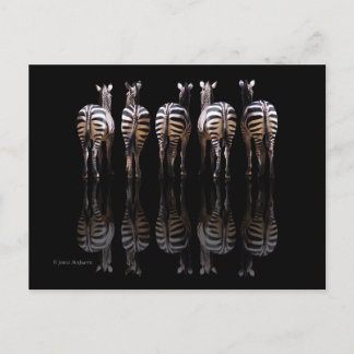 Zebra Black White Stripes Reflections Postcard
