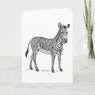 Zebra Blank Greetings Card