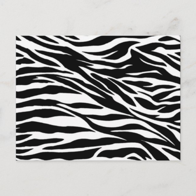 zebra; blank postcard (Front)