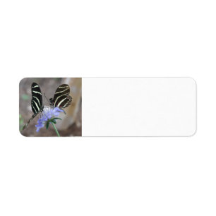 Zebra Butterflies