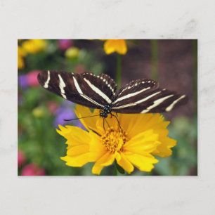 Zebra Butterfly Beauty Postcard