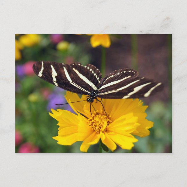 Zebra Butterfly Beauty Postcard (Front)