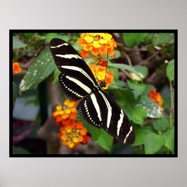 Zebra Butterfly Poster (Front)