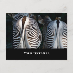 Zebra Butts Funny Wildlife Postcard