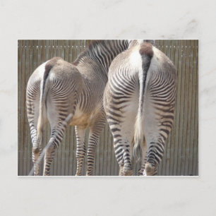 zebra butts postcard