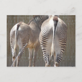zebra butts postcard